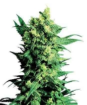 Shiva Shanti II > Sensi Seeds